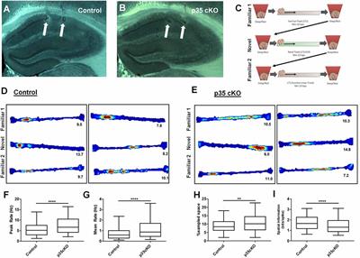 Inducible Knockout of the Cyclin-Dependent Kinase 5 Activator p35 Alters Hippocampal Spatial Coding and Neuronal Excitability